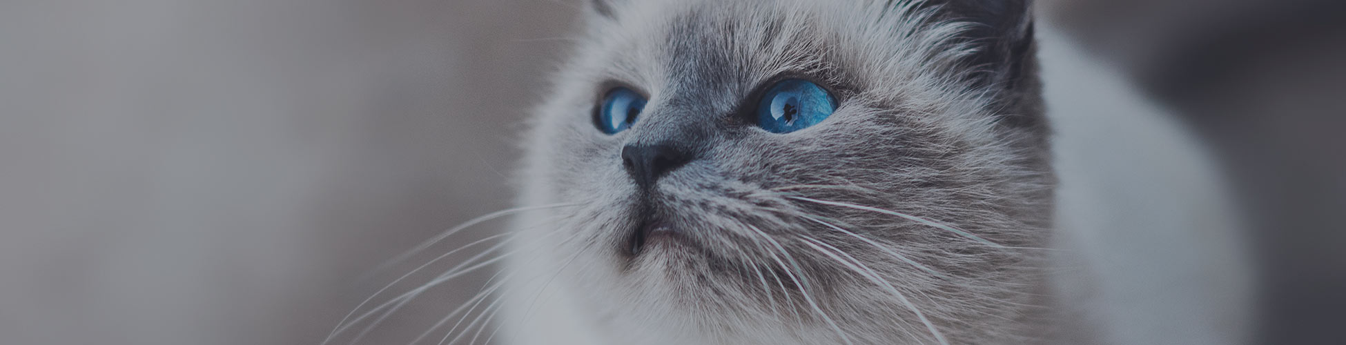 pet_grooming_service_ptb